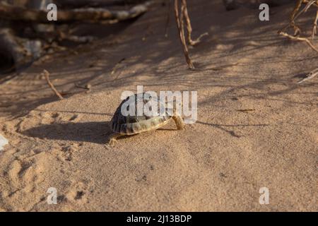 Kleinmanns Schildkröte (Testudo kleinmanni), auch allgemein die ägyptische Schildkröte, Leiths Schildkröte und die Negev-Schildkröte genannt, [die Negev-Unterpopulite Stockfoto