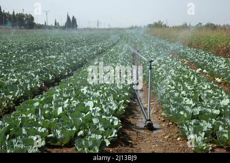 Sprinkler bewässern ein Blumenkohlfeld, das in Israel fotografiert wurde Stockfoto