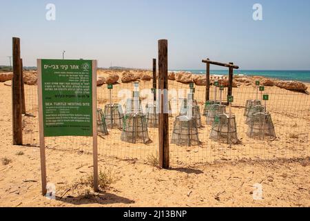 Karettschildkröte (Caretta caretta) Nester markiert und eingezäunt, um vor Menschen geschützt. Fotografiert in Israel Stockfoto