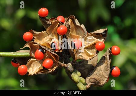 Adenanthera pavonina, der Rote Sandelholz oder Korallenbaum, wird für Futter, als Ziergartenpflanze oder Stadtbaum als Heilpflanze und kultiviert Stockfoto