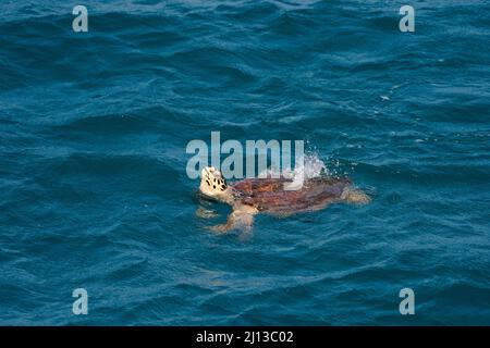 Neugeborene Schlüpflinge (Caretta caretta) stürzen nach dem Schlüpfen am Ufer ins Mittelmeer. Fotografiert in Israel in Septe Stockfoto