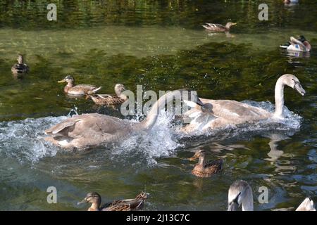 Cygnus olor - Schwäne stumm an Einem sonnigen Tag - Erwachsene + Junge Schwäne - Wasservögel Familie Anatidae - Driffield - Großbritannien Stockfoto