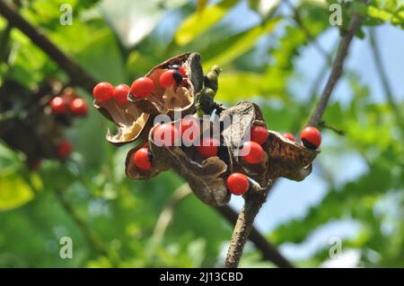 Adenanthera pavonina, der Rote Sandelholz oder Korallenbaum, wird für Futter, als Ziergartenpflanze oder Stadtbaum als Heilpflanze und kultiviert Stockfoto