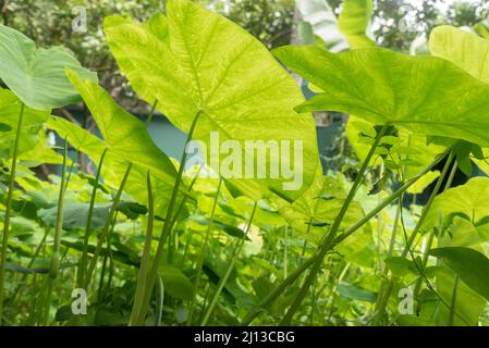 Regentropfen auf großen, üppig grünen Blättern, fotografiert in Kerala, Indien Stockfoto