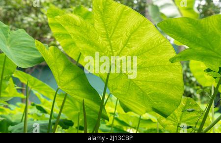 Regentropfen auf großen, üppig grünen Blättern, fotografiert in Kerala, Indien Stockfoto