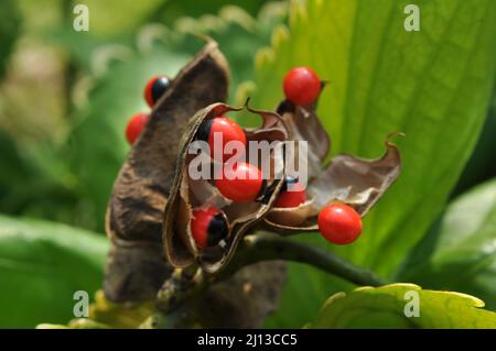 Adenanthera pavonina, der Rote Sandelholz oder Korallenbaum, wird für Futter, als Ziergartenpflanze oder Stadtbaum als Heilpflanze und kultiviert Stockfoto