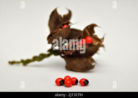 Adenanthera pavonina, der Rote Sandelholz oder Korallenbaum, wird für Futter, als Ziergartenpflanze oder Stadtbaum als Heilpflanze und kultiviert Stockfoto