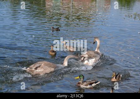 Cygnus olor - Schwäne stumm an Einem sonnigen Tag - Erwachsene + Junge Schwäne - Wasservögel Familie Anatidae - Driffield - Großbritannien Stockfoto