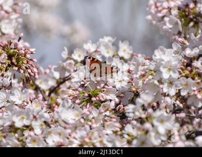 London, Großbritannien. März 2022. Ein Pfauenfalter auf einem Kirschblütenbaum in einem Park in London, Großbritannien. Quelle: Vuk Valcic/Alamy Stockfoto