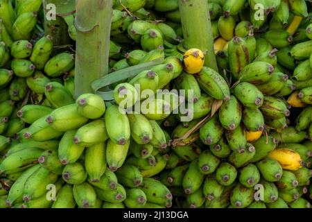 Pondicherry Food Market, Pondicherry, heute bekannt als Puducherry, ist die Hauptstadt und bevölkerungsreichste Stadt des Union Territory of Puducherry in Indien. Stockfoto