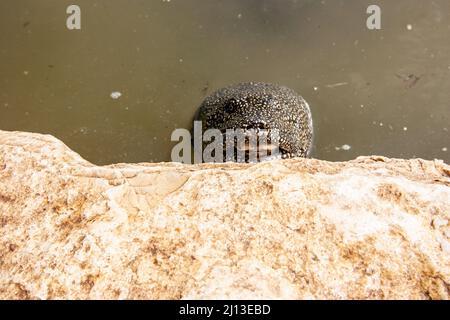 Afrikanische Weichschildkröte (Trionyx triunguis). Diese Art bewohnt Süß- und Brackwasserhabitate in Afrika (größere Teile von Ost, West und Mittel) Stockfoto