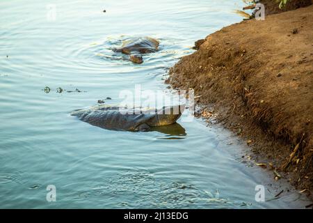 Afrikanische Weichschildkröte (Trionyx triunguis). Diese Art bewohnt Süß- und Brackwasserhabitate in Afrika (größere Teile von Ost, West und Mittel) Stockfoto