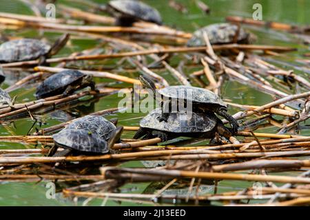 Kaspische Schildkröte im Wasser. Die Kaspische Schildkröte (Mauremys caspica), oder gestreifte Halsschildkröte, ist eine mittelgroße semi-aquatische Schildkröte, die von f gefunden wird Stockfoto