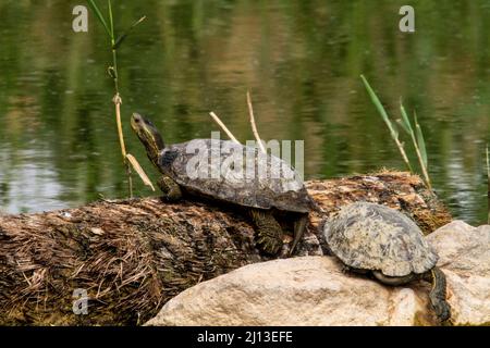 Kaspische Schildkröte im Wasser. Die Kaspische Schildkröte (Mauremys caspica), oder gestreifte Halsschildkröte, ist eine mittelgroße semi-aquatische Schildkröte, die von f gefunden wird Stockfoto