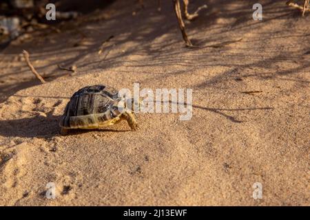 Kleinmanns Schildkröte (Testudo kleinmanni), auch allgemein die ägyptische Schildkröte, Leiths Schildkröte und die Negev-Schildkröte genannt, [die Negev-Unterpopulite Stockfoto