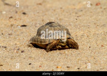 Kleinmanns Schildkröte (Testudo kleinmanni), auch allgemein die ägyptische Schildkröte, Leiths Schildkröte und die Negev-Schildkröte genannt, [die Negev-Unterpopulite Stockfoto