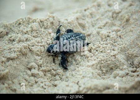 Neugeborene Schotterschildkröten (Caretta caretta) schlüpfen auf ihrer Jungfernfahrt ins Mittelmeer. Fotografiert in Israel Stockfoto