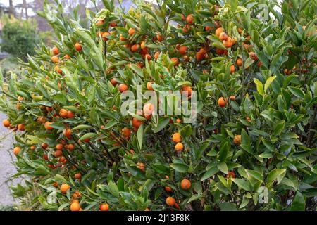 Fortunella kugli oder Kucle-Zitrusbaum mit reifen Früchten. Fortunella margarita x Citrus clementina. Kreuzung zwischen Kumquat und Clementine. Stockfoto