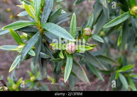 Cistus ladanifer oder Labdanum Pflanze. Knospe und Blätter aus Kaugummi-Steinrose Stockfoto