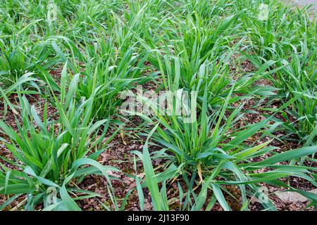 Gewöhnliche Gerste oder hordeum vulgare Pflanzen im Ackerbau. Stockfoto