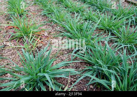 Gewöhnliche Haferpflanzen in der Bodenbearbeitung. Avena sativa. Stockfoto