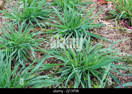 Gewöhnliche Hafer- oder Avena-Sativa-Pflanzen in der Bodenbearbeitung. Stockfoto