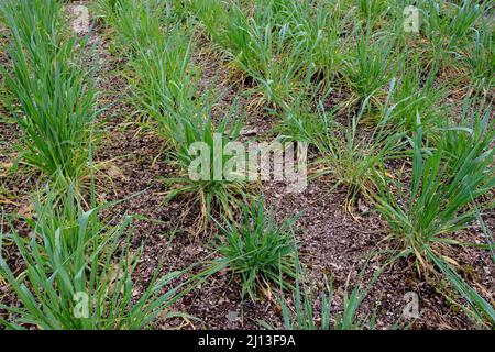 Kultivierte Roggenpflanzen in der Bodenbearbeitung. Secale cereale. Stockfoto