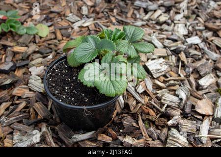 Erdbeerpflanze in einem Topf. Fragaria x Ananassa Hybrid. Fortpflanzung mit einem Schnurrbart Stockfoto