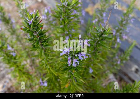 Rosmarinzweige mit Blättern und blauen Blüten. Salvia rosmarinus Pflanze Stockfoto