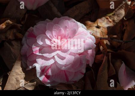 Im Garten liegt die von der Sonne erleuchtete, blassrosa Kamelienblume auf dem Boden. Formelle Doppelform. Stockfoto