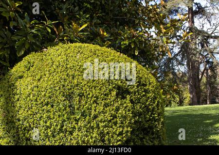 Im sonnigen Garten können Sie einen immergrünen, beschnitteten Strauch mit europäischem oder Buchsbaum verwenden. Buxus sempervirens topiary. Stockfoto