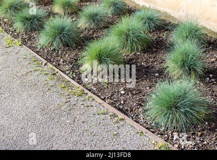 Festuca glauca Ziergras im Garten. Blue fescue Klumpenbildende Pflanze. Stockfoto