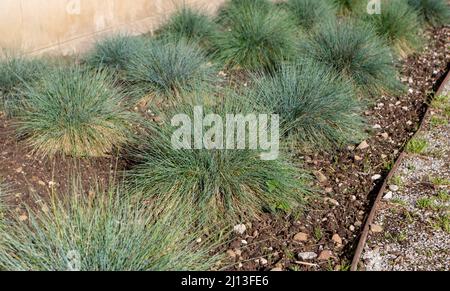 Blaues FESCue Ziergras im Garten. Festuca glauca klumpenbildende Pflanze. Stockfoto