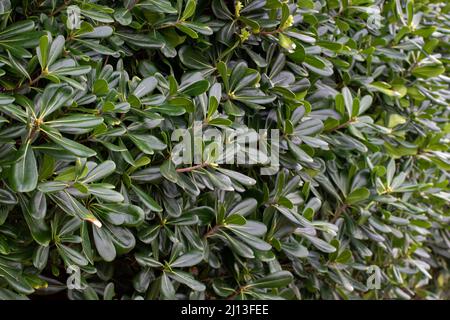 Pittosporum tobira oder australische Lorbeerpflanzen beschnitten Hecke Stockfoto