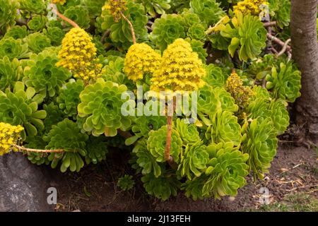 Aeonium arboreum oder Baum-Aeonium-blühende Pflanzen mit gelben konischen Blütenständen Stockfoto