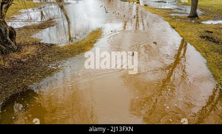 Nach dem Regen schwimmen Enten den überfluteten Fluss hinunter und der Schnee schmilzt, wenn sich die Jahreszeiten ändern. Stockfoto