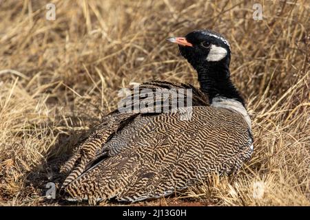 Männlich Northern Black Korhaan, Pilanesberg National Park Stockfoto