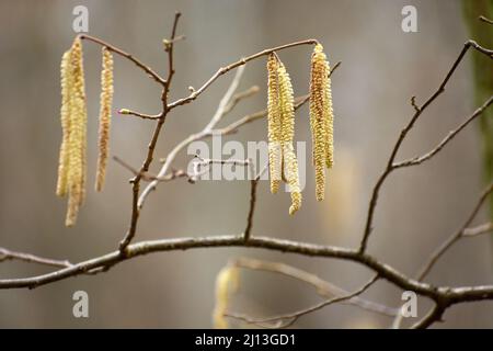 Gelbe lange Frühlingskätzchen am Ast, sonniger Tag Stockfoto