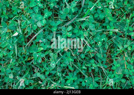Kleeblatt mit Tautropfen auf Blatt, Draufsicht natürlicher Hintergrund, Smaragdkleeblatt Stockfoto