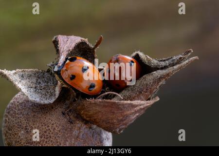Marienkäfer mit 7 Flecken (Coccinella7-punctata), Winterschlaf auf der Hagebutte Stockfoto