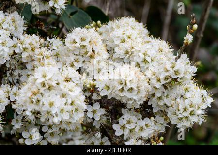 Schlehe (Prunus spinosa), Blüten Stockfoto