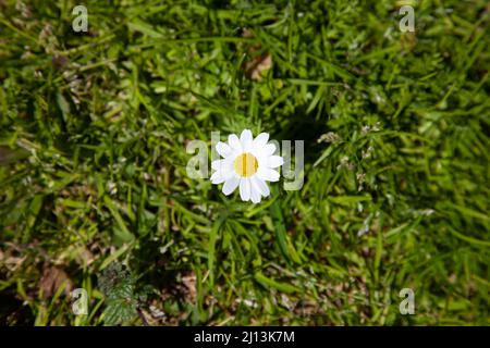 Shasta Daisy oder Leucanthemum superbum. Einzelne kleine shasta Gänseblümchen auf dem Gras. Abstrakte Einsamkeit. Top-of-View und selektiver Fokus. Stockfoto