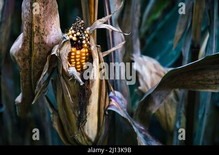 Nahaufnahme eines Maisanbaus auf der Cherry Crest Farm in Pennsylvania, USA Stockfoto