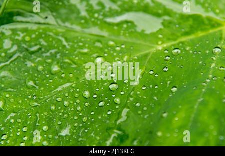 Regentropfen auf großen, üppig grünen Blättern, fotografiert in Kerala, Indien Stockfoto