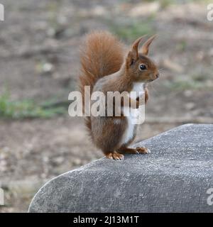 Süßes Eichhörnchen auf einer Bank im Parc De La Tete D'Or in Lyon, Frankreich Stockfoto