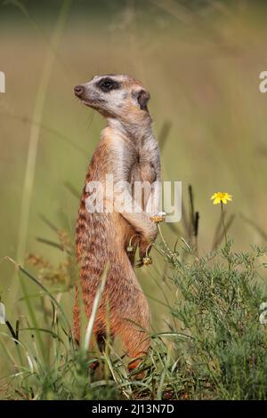 Erdmännchen, Addo Elephant National Park Stockfoto