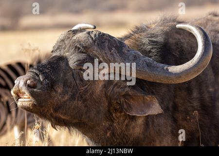 Buffalo zeigt die Reaktion der Flehmen, Krüger National Park Stockfoto