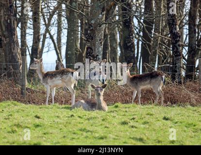 Longshot of Deer bei der Ruhepause in der Nähe der Grotton Plantation im Deer Park, Mount Edgcumbe Estate auf der Rame Peninsula im Südosten von Cornwall Stockfoto