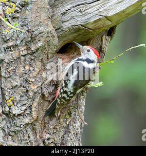 Buntspecht auf Baumstamm. Stockfoto