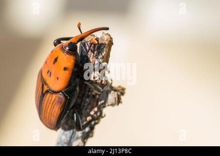 Ein roter Palmenkiefer, Rhynchophorus ferrugineus, ruht auf einem trockenen Zweig in einem Garten. Schädlingsinsektenarten Stockfoto